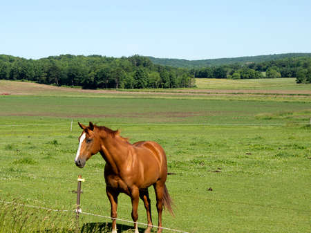 A single horse in a pasture on a Wisconsin farm.の写真素材