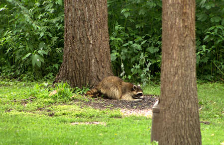 A wild raccoon enjoys a snack of sunflower seeds in a suburban backyard.の写真素材