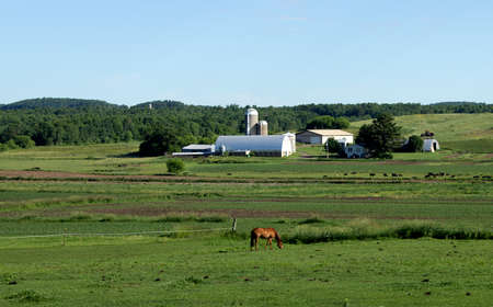 A single horse grazing in a lush field on a Wisconsin dairy farm.の写真素材