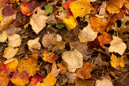 Autumn leaves lying on the ground for background use.の写真素材