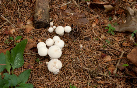A group of Puffball mushrooms in a wooded setting.の写真素材