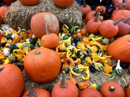An arrangement of pumpkins and gourds for the Autumn season.の写真素材