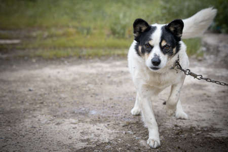 Portrait of a dog on a chain outdoorの写真素材