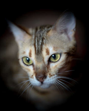 Portrait of a Bengal cat with bright green eyesの写真素材