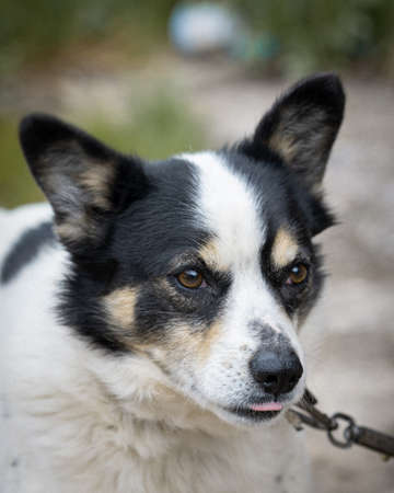 Portrait of a dog on a chain outdoorの写真素材