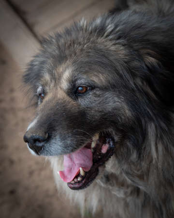 Portrait of a Caucasian Shepherd Dogの写真素材
