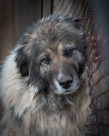Portrait of a Caucasian Shepherd Dogの写真素材