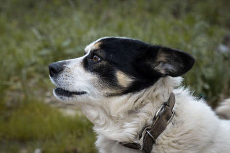 Portrait of a dog on a chain outdoorの写真素材