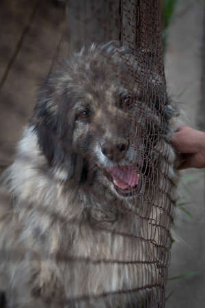 Portrait of a Caucasian Shepherd Dogの写真素材