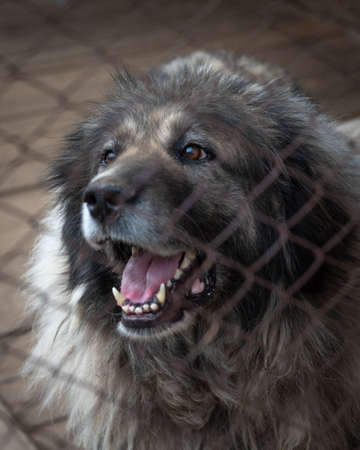 Portrait of a Caucasian Shepherd Dogの写真素材