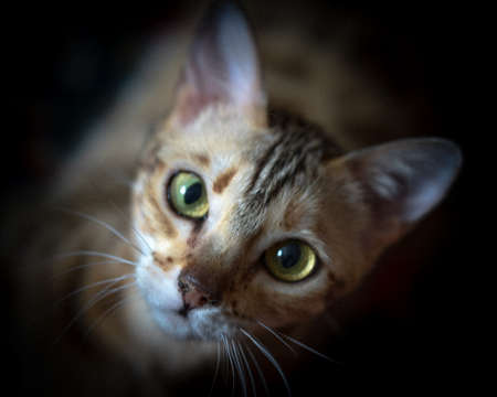 Portrait of a Bengal cat with bright green eyesの写真素材