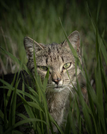 Portrait of a cat in grassの写真素材