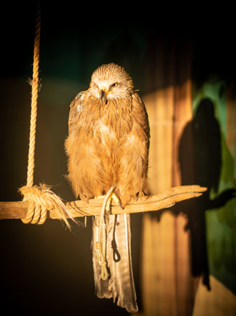 Portrait of a eagle in zooの写真素材