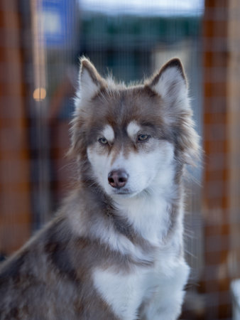 Siberian husky dog portrait in zooの写真素材