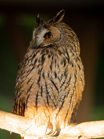 Portrait of a owl in zooの写真素材