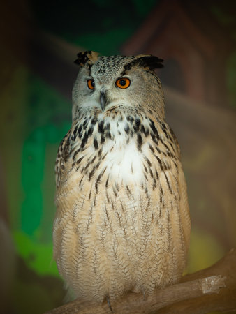 Portrait of a owl in zooの写真素材