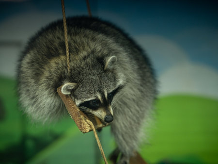 Portrait of a raccoon in zooの写真素材