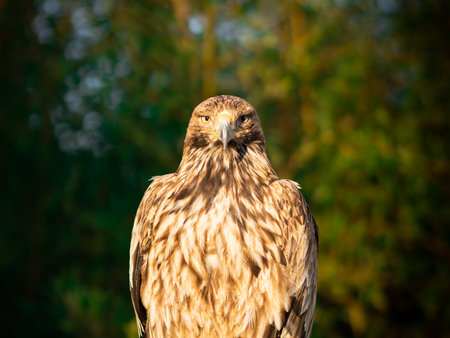 Portrait of a eagle on a background of green forestの写真素材