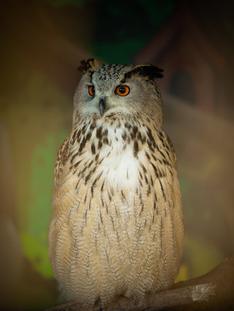 Portrait of a owl in zooの写真素材