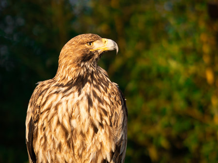 Portrait of a eagle on a background of green forestの写真素材