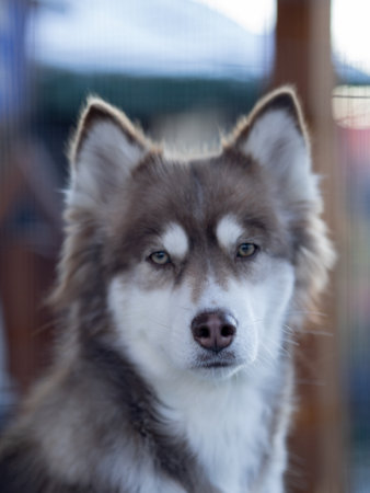Siberian husky dog portrait in zooの写真素材