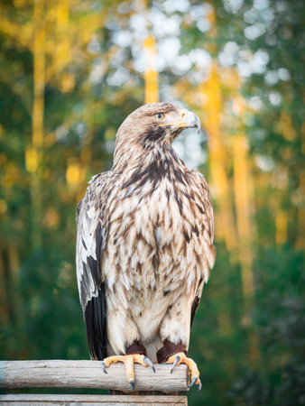 Portrait of a eagle on a background of green forestの写真素材