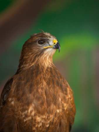 Portrait of a bird in zooの写真素材