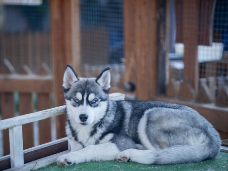 Siberian husky dog portrait in zooの写真素材