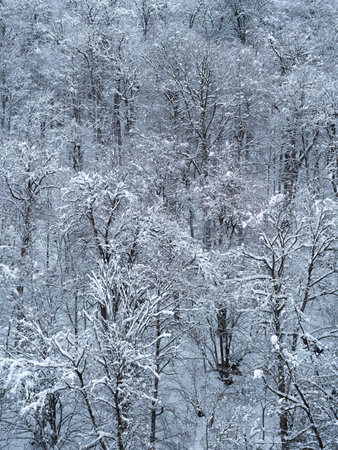 Snow covered trees in winterの写真素材