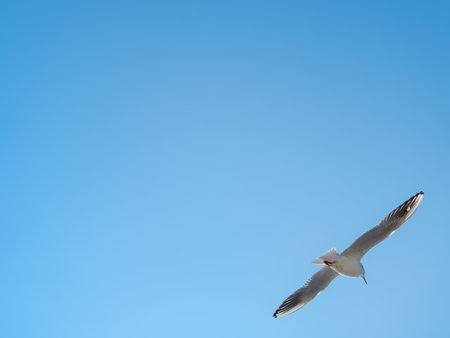 Seagull flying in the skyの写真素材