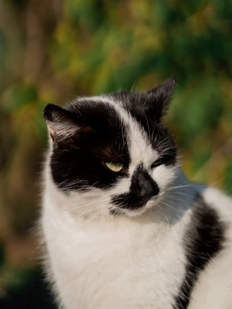 Stray black and white cat portraitの写真素材