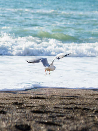 Seagull on the beachの写真素材