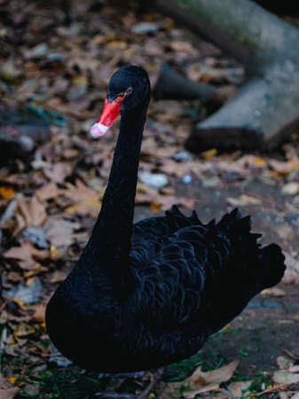 Black swan on the lakeの写真素材
