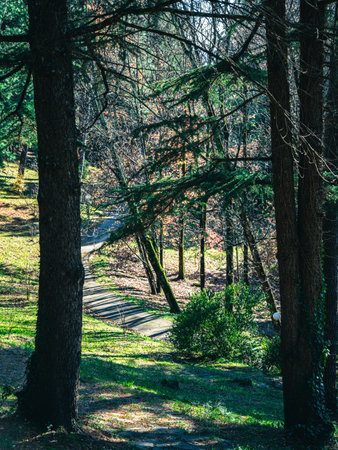 Morning in the forestの写真素材