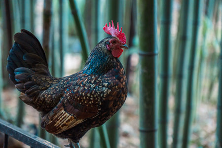 Chicken in the bamboo forestの写真素材