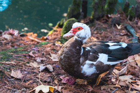 Duck in the forestの写真素材