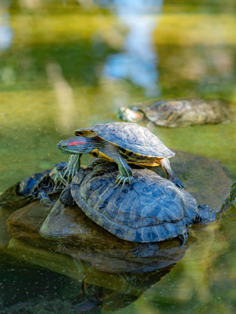 A turtle stands on another turtle in the waterの写真素材
