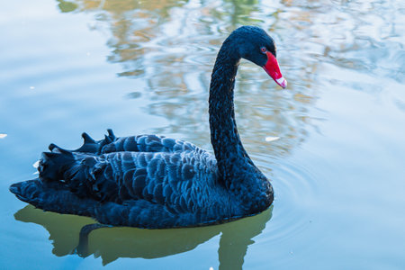 Black swan swimming in the lakeの写真素材