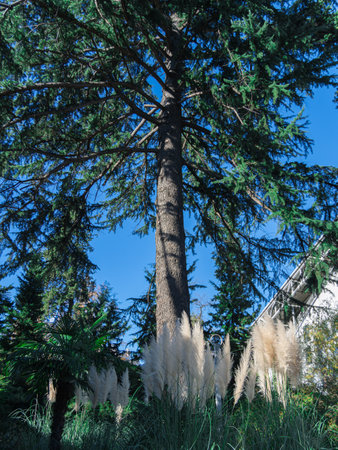 Tree in the forestの写真素材