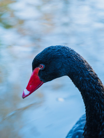 Black swan swimming in the lakeの写真素材