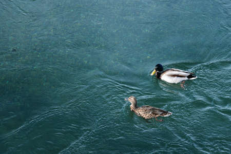 Ducks in the waterの写真素材