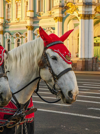 Horses in the city of Saint-Petersburg, Russiaの写真素材