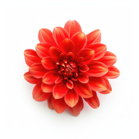 Beautiful red dahlia flower isolated on a white background.の素材