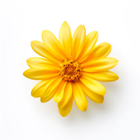 Yellow daisy flower isolated on white background. Flat lay, top view.の素材