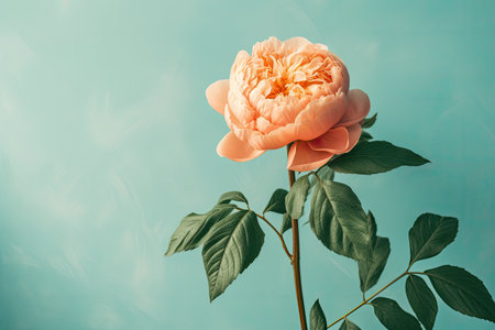 Beautiful peony flower on blue background. vintage style toned pictureの素材