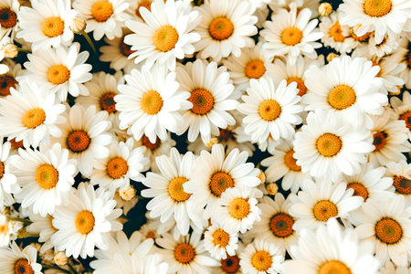 Beautiful white daisies background. Chamomile flowers top viewの素材
