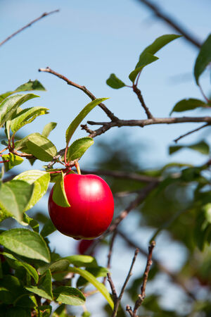 plum on a tree の写真素材