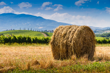 haycock and cypresses in Tuscany, Italy の写真素材