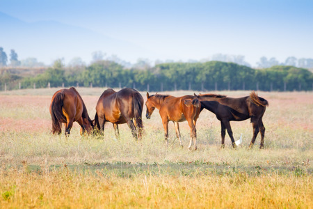 Alberese (Gr), Italy, some horses grazing in the Maremma Regional Parkの写真素材