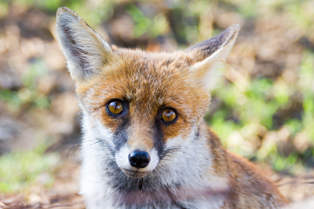 Alberese (Gr), Italy, fox close up in the Maremma park, Tuscany, Italyの写真素材